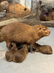 -Zoolung Zoolung动物主题公园(海信广场店)