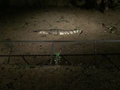 -清迈夜间动物园