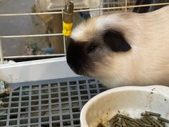 -吉丁鸟咖·异宠·寄养