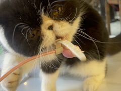-猫小院猫主题餐厅(南锣旗舰店)