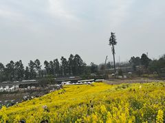 -三圣花乡旅游区
