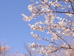 -武汉大学-樱园