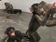 -西安秦岭野生动物园