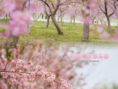 -天适樱花悠乐园