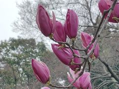 -秋霞圃