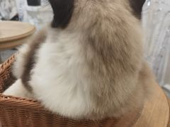 -共舞时光猫咖·狗咖(新街口店)
