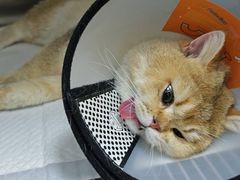 -中农国际动物医院24小时·猫科·骨科·急重症中心