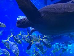 -成都浩海立方海洋公园