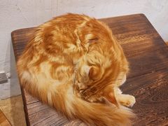 -猫友咖啡店(玉林西路店)
