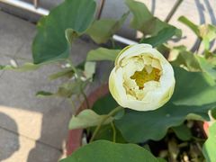 -莲花池公园