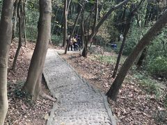 -上海佘山国家森林公园天马山园