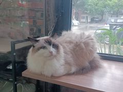 -豆逗聊愈猫阁Easy Life