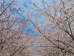 -高东镇樱花园
