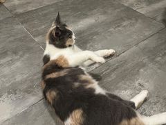 -楼上猫咖(罗湖店)