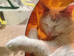 -平行世界·猫咖(首经贸店)