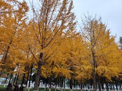 -西北湖绿化广场