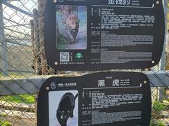 -横道河子东北虎林园