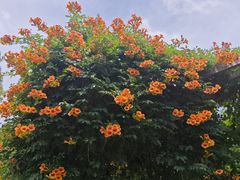 -昆山城市公园