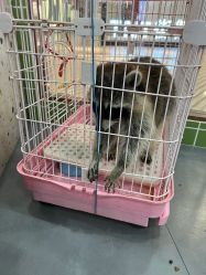 -Moni星球萌宠·小马宝莉·灵蛇·高端高阶全萌宠互动体验俱乐部(红豆国际广场店)