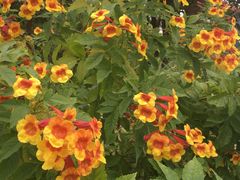 -福田红树林生态公园