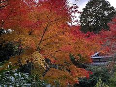 -常寂光寺
