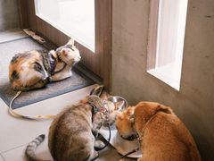 -Again Coffee Roaster(香蜜湖店)