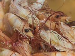 -苏格里岛自助海鲜烤肉火锅(集美万达店)