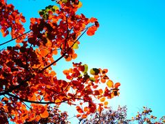 -北京西山国家森林公园