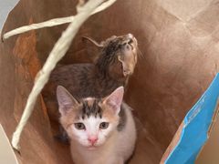 -凯瑞希宠物医院·狂犬免疫·微创·皮肤科