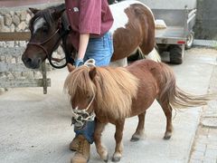 -神户市立六甲山牧场