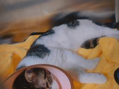 -睿金宠物医院·CT·肿瘤·骨外科