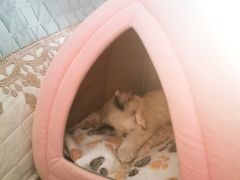 -派特宠物医院(圆融广场店)