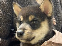-逗柴咖啡屋·狗咖猫咖宠物桌游