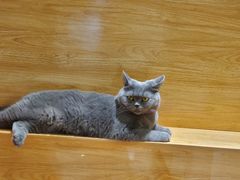 -猫冇咖·家门口的撸猫馆(大融城店)