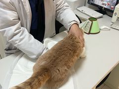 -可蒙动物医院·猫科·骨科中心(首义路店)