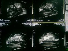-北京派仕佳德动物医院·超导核磁·CT·神经科·骨科·内外科·急重症管理中心