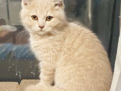 -瑞鹏宠物医院·猫科·宠保定点(梅溪湖分院)