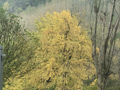 -千年银杏谷文化旅游区