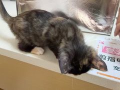 -瑞派康怡24h宠物医院·犬猫医疗中心·微创绝育(瑞景分院)