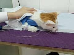 android_upload_pic-美联众合动物医院·24h京西诊疗中心