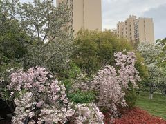 -高东镇樱花园