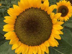 -艾溪湖湿地公园