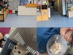 -伟伟宠物医院·瑞派猫友好医院·猫科(光谷店)