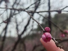 -无锡梅园公园