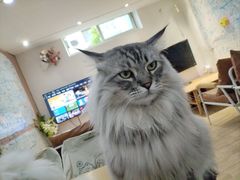 -李小姐の猫咖啡馆(五角场店)