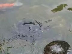 -九龙公园