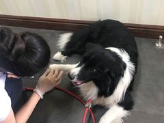 -宠爱国际动物医院· 猫科· 外科·中兽医(长白店)