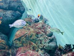 -新加坡海洋生态馆