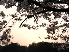 -高东镇樱花园