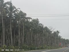 -东郊椰林